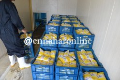  تأسيس الفيديرالية الوطنية لموزعي الحليب لمراقبة عمليات التوزيع