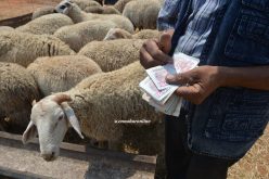 أضاحي بـ«الفاسيليتي» للموظفين والدفع على 4 أشهر!