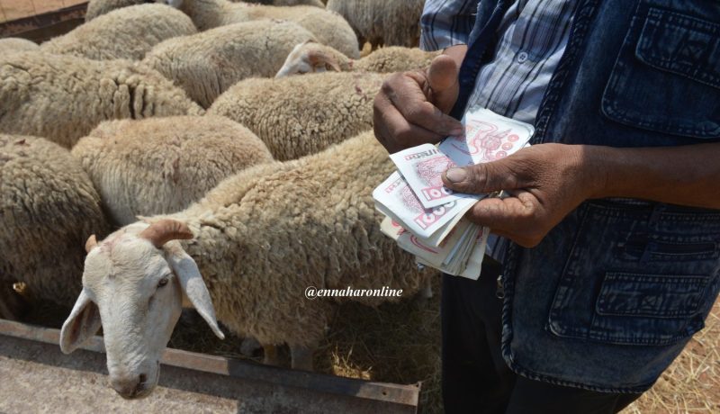 أضاحي بـ«الفاسيليتي» للموظفين والدفع على 4 أشهر!