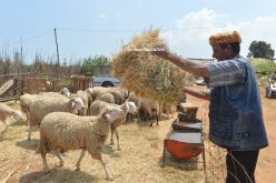 كبش أولاد جلال بـ9 ملايين.. والبيع «مكاش»!