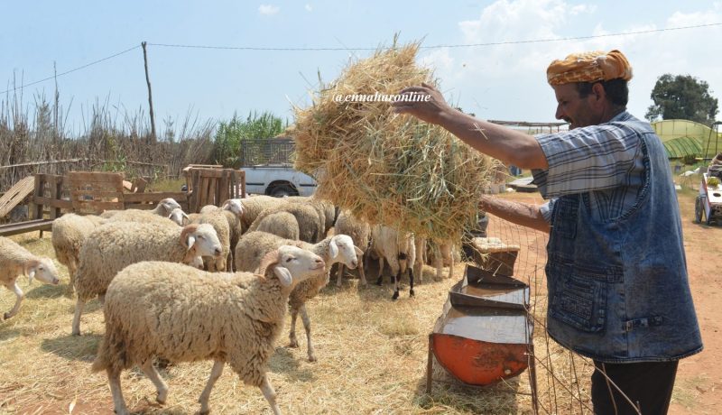 كبش أولاد جلال بـ9 ملايين.. والبيع «مكاش»!