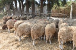 بومزار يدعو المواطنين إلى شراء “الكباش” عن طريق الدفع الإلكتروني