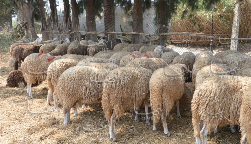 بومزار يدعو المواطنين إلى شراء “الكباش” عن طريق الدفع الإلكتروني