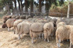 إنخفاض طفيف في سعر الأضاحي و5 ملايين على الأقل لخروف “يعمّر العين”