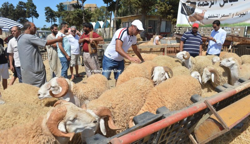 انهيار أسعار الأضاحي بمليون للرأس..«ياكمّال بـراس المال»!