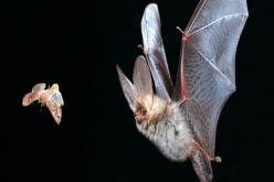 الخفافيش لمحاربة الحشرات الضارة