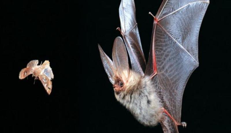 الخفافيش لمحاربة الحشرات الضارة