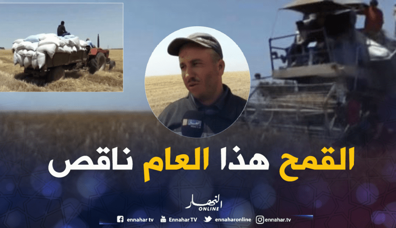 البَرَد يقلّص من إنتاج القمح بتلمسان