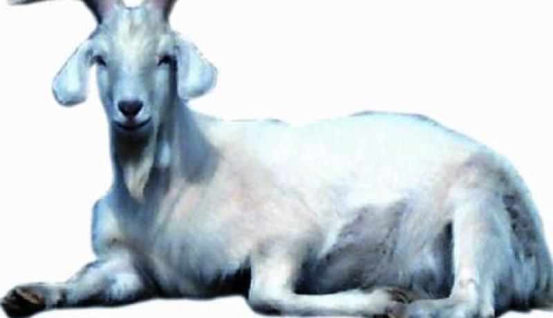 عتروس عجيب يُُدرّ حليبا يعالج داء السكري والعقم بعمي موسى بغليزان