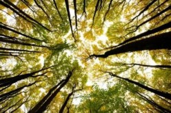 الشجرة المتحولة جنسيا تثير الحيرة في الأوساط العلمية