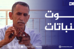 الصيف يحلى معنا: سبب مـ.ـوت النباتات والأخطاء الشائعة في الزراعة المنزلية