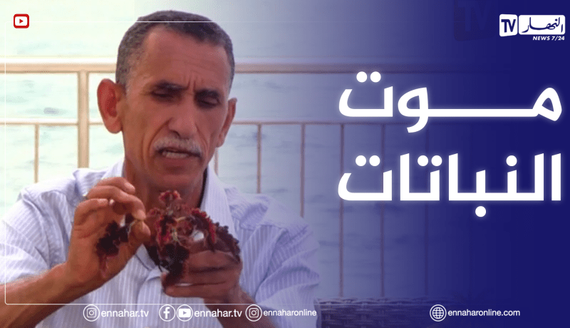 الصيف يحلى معنا: سبب مـ.ـوت النباتات والأخطاء الشائعة في الزراعة المنزلية