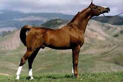 حصان بنيّ اللّون…ستجدين خيرا