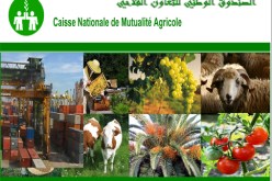 ستجرى انتخابات للصناديق الجهوية لإعادة هيبة هذه المؤسسات