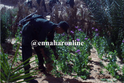 اكتشاف مزرعة لـ«الكيف» في سوق نعمان بأم البواقي