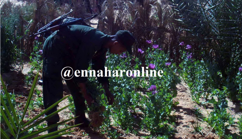 اكتشاف مزرعة لـ«الكيف» في سوق نعمان بأم البواقي