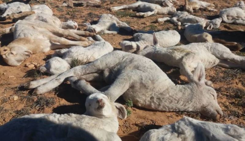 «700 مليار تعويض استفاد منها الفلاحين والموالين»