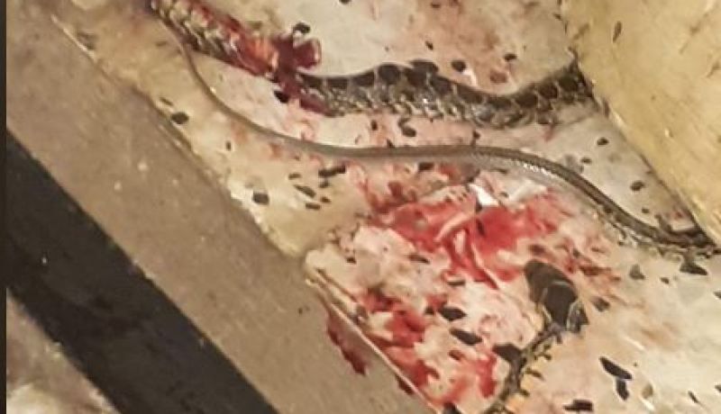 الشلف: الحماية المدنية تقضي على أفعى عثر عليها بمطبخ منزل