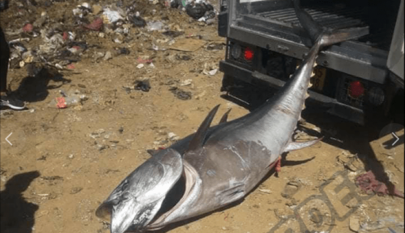 بومرداس: حجز وإتلاف حوت تونة يزن حوالي قنطارين