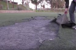 ملاحق ملعب 5 جويلية..خطر يهدد صحة الشباب