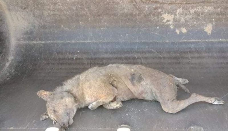 قسنطينة: العثور على حيوان ضبع مخطط مقتولا بزيغود يوسف