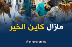 ميلة..بيطري يساعد كلبة متشردة ويسئصل ورم سرطاني من رجلها