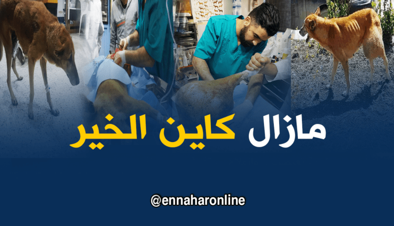 ميلة..بيطري يساعد كلبة متشردة ويسئصل ورم سرطاني من رجلها
