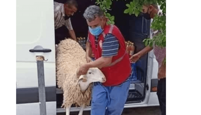 إقتناء أضحيتين لفائدة عمال الصحة المتواجدون في الحجر بمعسكر