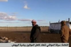 النعامة: سرقة المواشي تُنهك كاهل الموالين