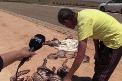 العثور على عظام حمير مذبوحة مرمية على الطريق السيار في وهران