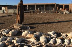 وزارة الفلاحة: لقاح المجترات الصغيرة صالح ومعترف به دوليا