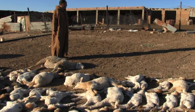 «الطاعون مسّ 19 ولاية.. واستيراد 21 مليون لقاح قبل نهاية جانفي»