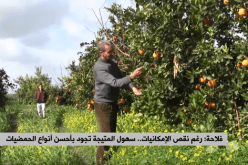 فلاحة: رغم نقص الإمكانيات.. سهول المتيجة تجود بأحسن أنواع الحمضيات