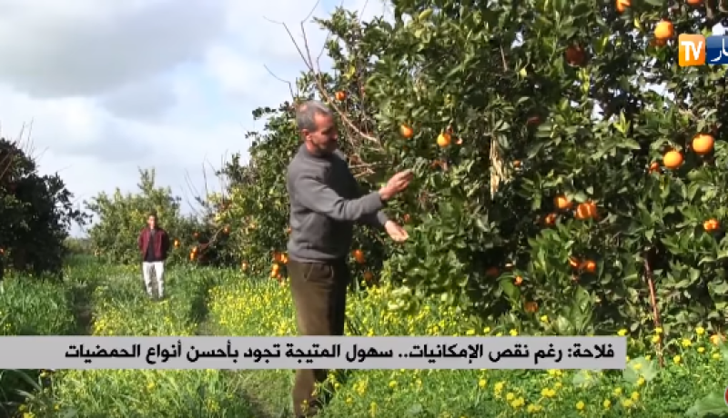 فلاحة: رغم نقص الإمكانيات.. سهول المتيجة تجود بأحسن أنواع الحمضيات