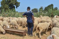 «6 ملايـين كبش لم يتعرّض للطاعون وسيكون جاهزة لعيد الأضحى»