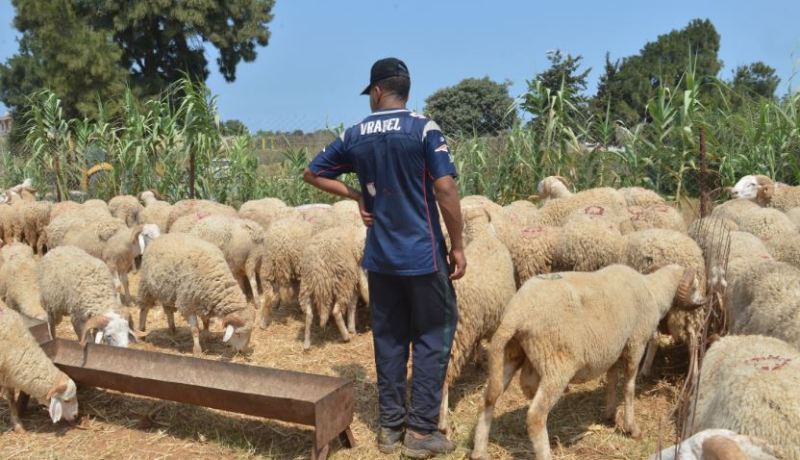 «6 ملايـين كبش لم يتعرّض للطاعون وسيكون جاهزة لعيد الأضحى»