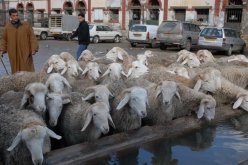 الطاعون يواصل الزحف.. ونفوق مئات الخرفان في الولايات الداخلية