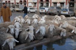  12 دينارا للكيلوغرام تسعيرة ذبح رؤوس أغنام الموالين في مذابح الدولة