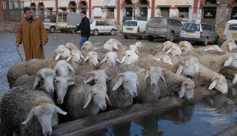12 دينارا للكيلوغرام تسعيرة ذبح رؤوس أغنام الموالين في مذابح الدولة