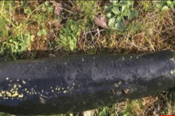 “كورجات” عملاقة تُثير الرُعب في ألمانيا