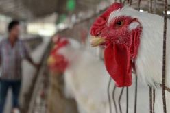 سلالة جديدة من انفلونزا الطيور أكثر فتكا