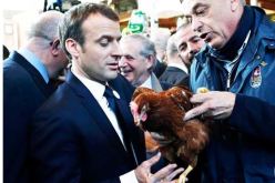 ماكرون يوظف دجاجة للعمل في الإليزيه