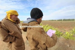 لاوجود لأراضي “العروش”… وسنتين لإثبات الملكية