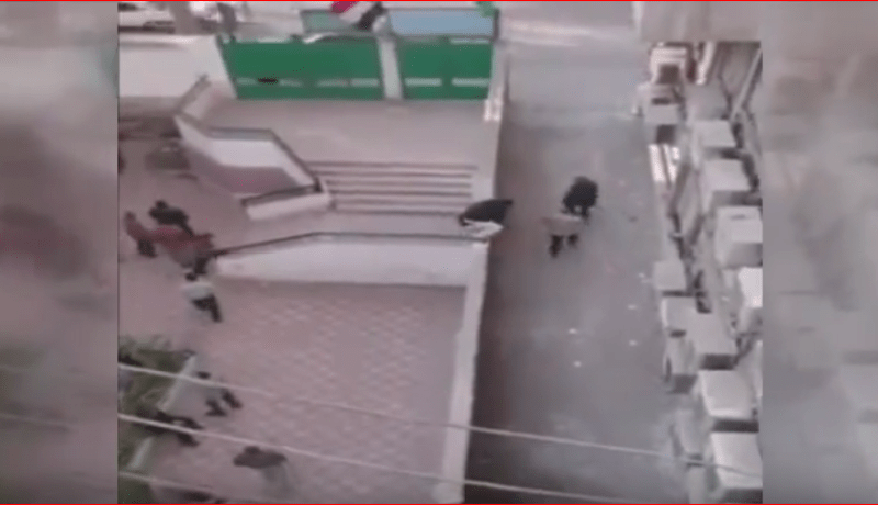 بالفيديو.. معلمون يهربون من فوق جدار مدرسة