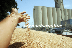 اختلاسات وتضخيم في كشوفات الرواتب بديوان الحبوب !