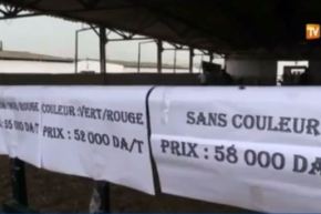 بالفيديو.. السماسرة يستثمرون في أسعار الأضاحي والزوالي مايعيدش