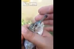 بالفيديو بحارة يجبرون سمكة على التدخين