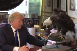 بالفيديو المرشح للانتخابات الرئاسية الأمريكية دونالد ترامب ضحية هجوم نسر