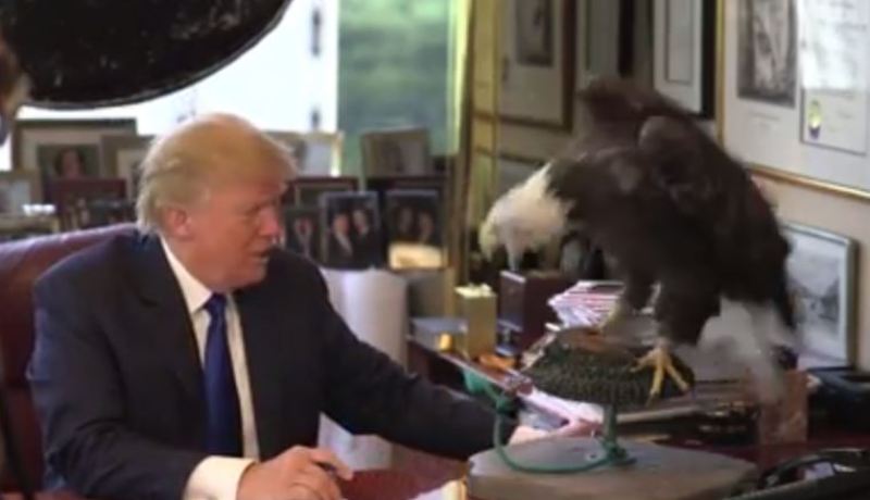 بالفيديو المرشح للانتخابات الرئاسية الأمريكية دونالد ترامب ضحية هجوم نسر