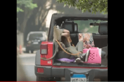 بالفيديو قرد يتهجم على المصرية غادة عادل أثناء تصوير فيلم